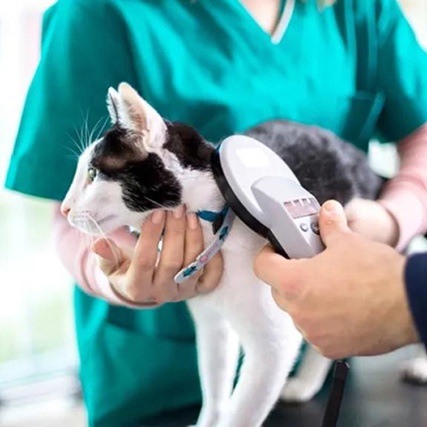 cat microchipping
