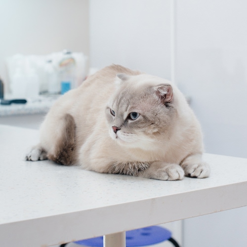 cat sitting on clinic table
