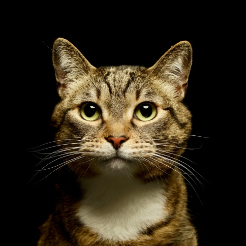 cat standing in dark background
