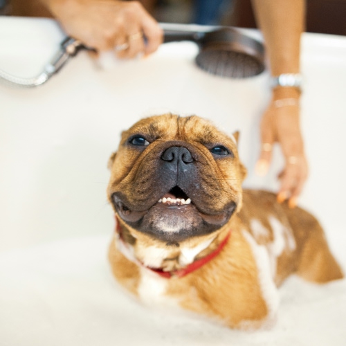 dog taking shower in bathtub