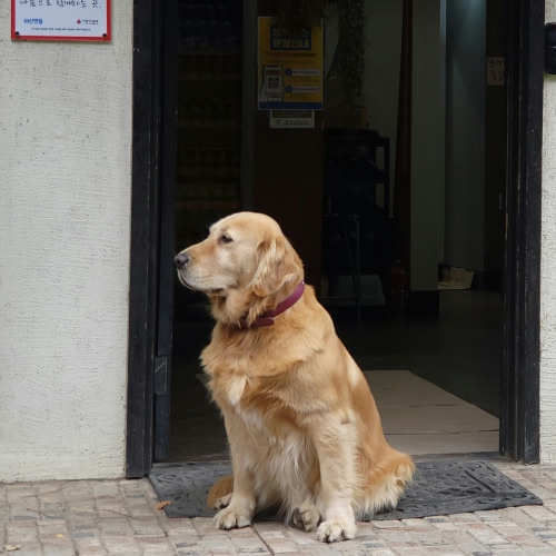 dog waiting outside clinic