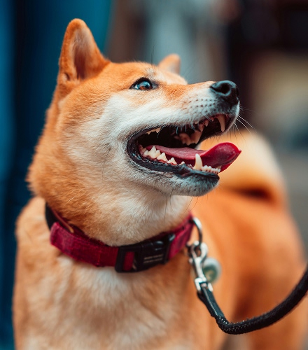 dog with red collar
