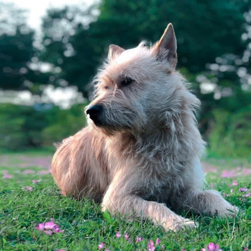 hairy dog sitting on ground