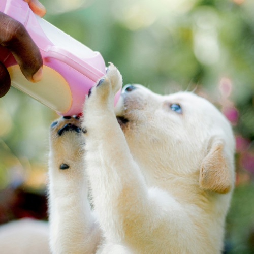 puppy with feeding bottle