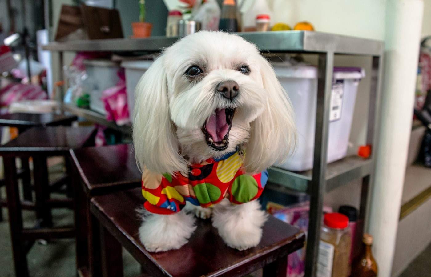 Village Veterinary Clinic clinic