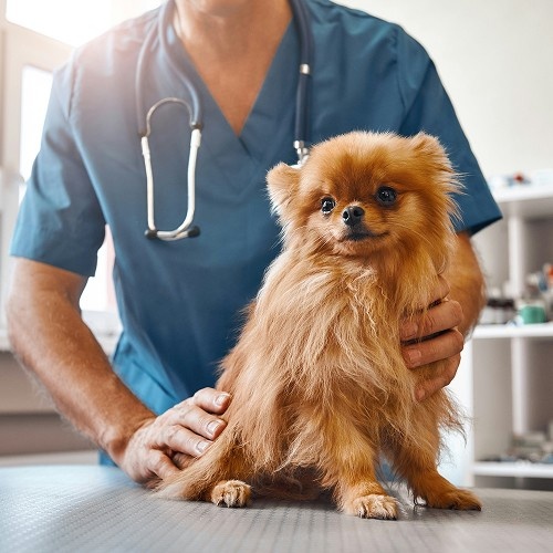 vet checking up a brown cute dog