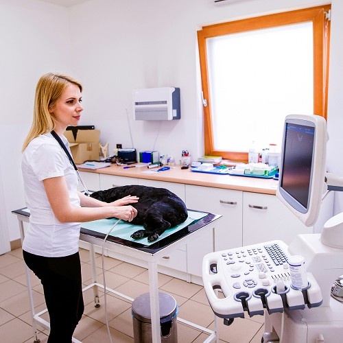 vet doing ultrasound of dog<br />
