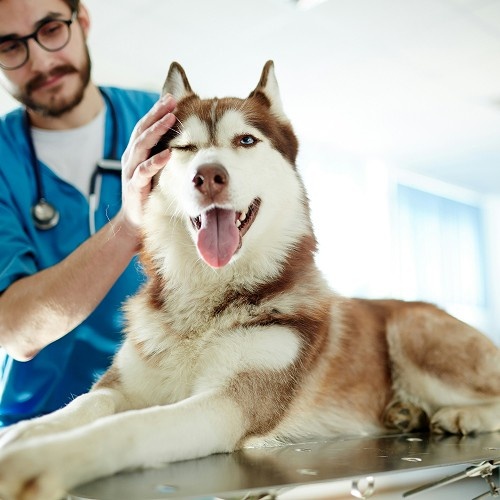 vet with stethoscope around neck checking husky