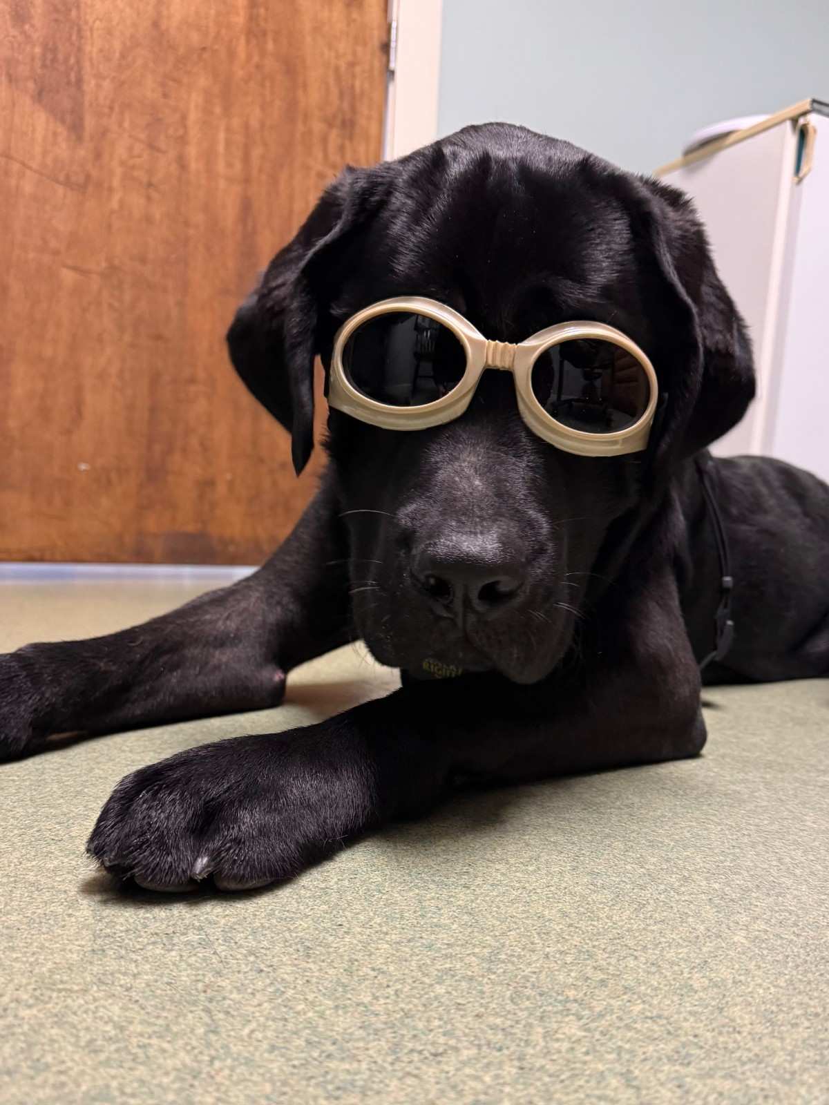cute black dog with goggles<br />
